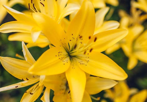 Photograph of yellow lilies