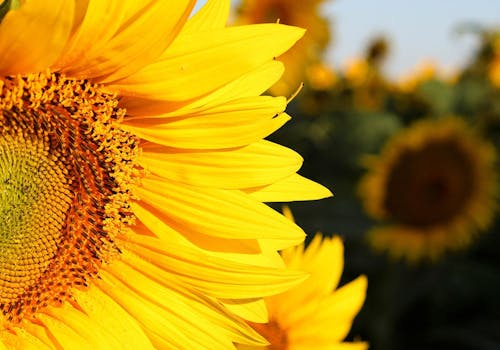 Close-up photo of a bright, goldewn sunflower in the field