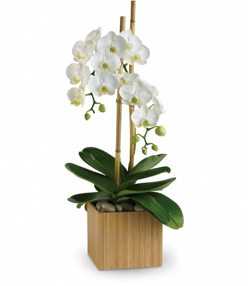 White phalaenopsis orchid plant in a bamboo cube.