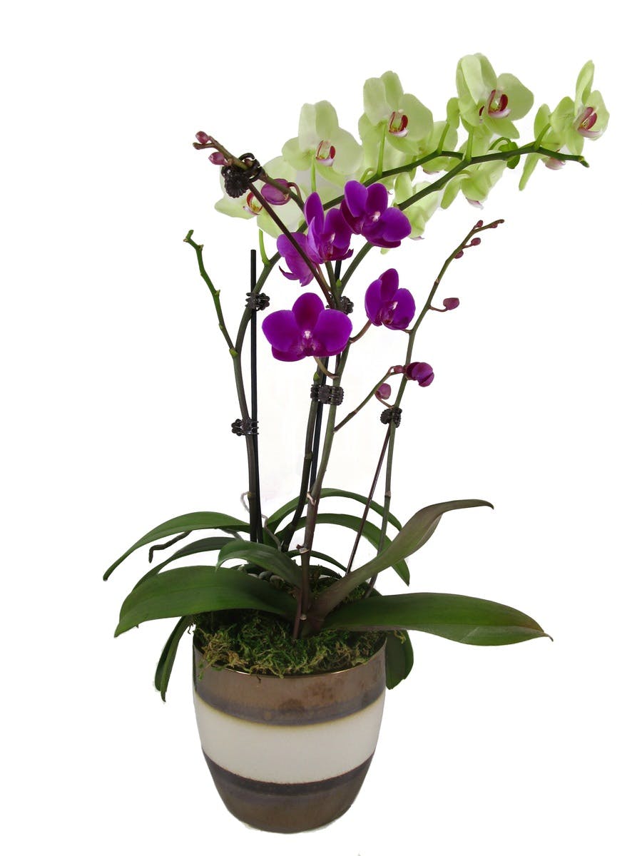 F. Orchid Garden in Rowland Heights, Whittier, Glendora, CA