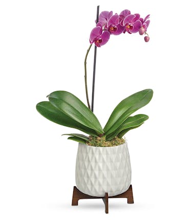 Orchid Flowers Gifts Rowland Heights Florist