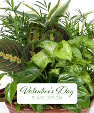 Designer's Choice - Valentine's Day Plant Design
