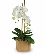 Opulent Orchid Plant
